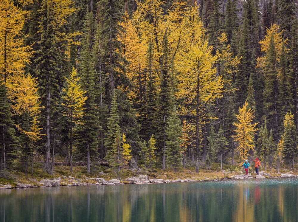 A man and woman hike alongside a lake with yellow larch trees and fresh snow on the mountains surrounding them